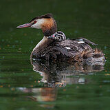 Water birds